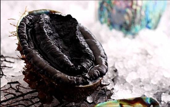 Black Abalone from New Zealand