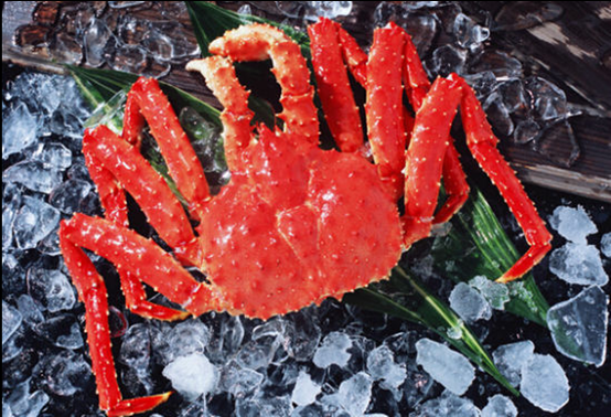 Chilean king crab